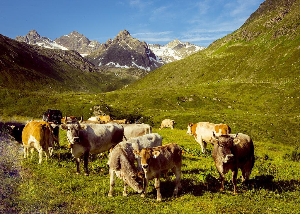 Alpenpension Maderer ガシュルン エクステリア 写真