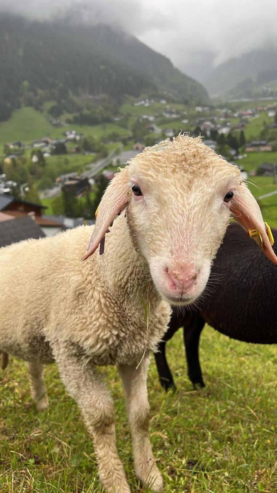 Alpenpension Maderer ガシュルン エクステリア 写真